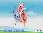 Heart of a sheep diagram